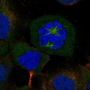 Anti-CKAP2L antibody produced in rabbit 