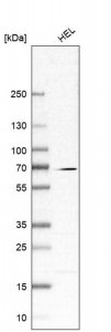 Anti-CKAP2L antibody produced in rabbit 