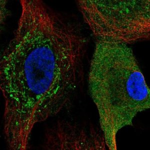 Anti-CKS2 antibody produced in rabbit 