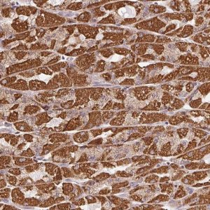 Anti-CLASP1 antibody produced in rabbit 