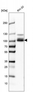 Anti-CLCN5 antibody produced in rabbit 
