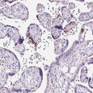 Anti-CLDN25 antibody produced in rabbit 