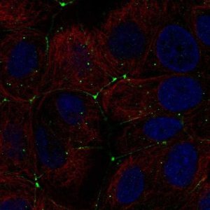 Anti-CLDN9 antibody produced in rabbit 