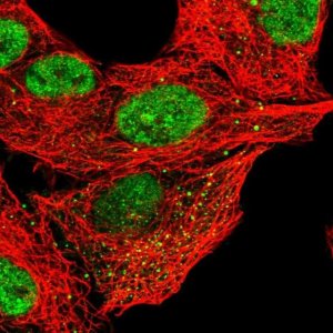 Anti-CLEC16A antibody produced in rabbit 