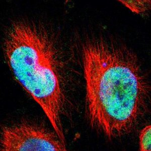 Anti-CLOCK antibody produced in rabbit HPA001867-100UL