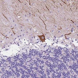 Anti-CLSTN2 antibody produced in rabbit 