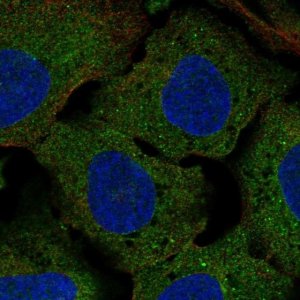 Anti-CLUL1 antibody produced in rabbit 