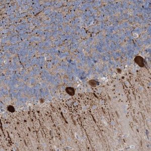 Anti-CMBL antibody produced in rabbit 