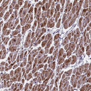 Anti-CMC4 antibody produced in rabbit 