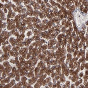 Anti-CNIH1 antibody produced in rabbit 