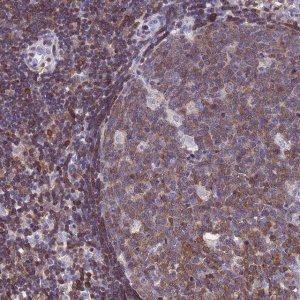 Anti-CNN2 antibody produced in rabbit 
