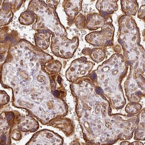 Anti-CNOT1 antibody produced in rabbit 