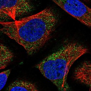 Anti-CNOT6 antibody produced in rabbit 