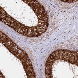 Anti-CNPY2 antibody produced in rabbit 
