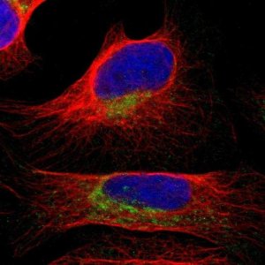 Anti-COA1 antibody produced in rabbit 