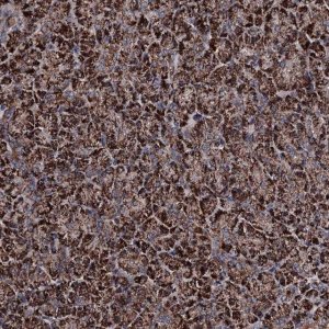 Anti-COA4 antibody produced in rabbit 