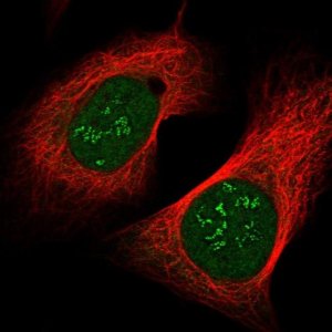 Anti-COA4 antibody produced in rabbit 