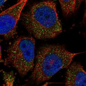 Anti-COASY antibody produced in rabbit HPA022912-100UL