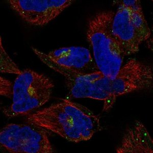 Anti-COG2 antibody produced in rabbit 