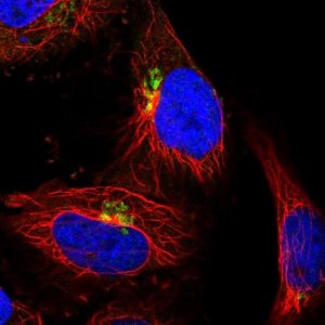 Anti-COG5 antibody produced in rabbit 