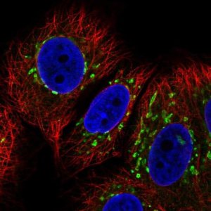 Anti-COG7 antibody produced in rabbit 