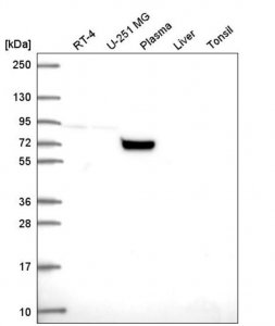 Anti-COG7 antibody produced in rabbit 
