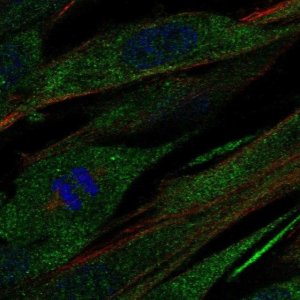 Anti-COL21A1 antibody produced in rabbit 