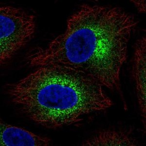 Anti-COL4A6 antibody produced in rabbit 