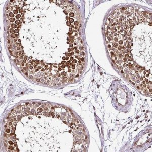 Anti-COPRS antibody produced in rabbit 