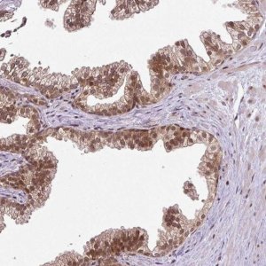 Anti-COPRS antibody produced in rabbit 