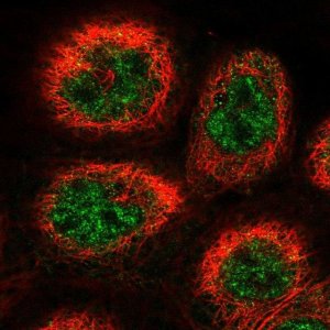 Anti-COPS3 antibody produced in rabbit 