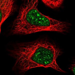 Anti-COPS4 antibody produced in rabbit 