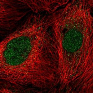 Anti-COPS5 antibody produced in rabbit 