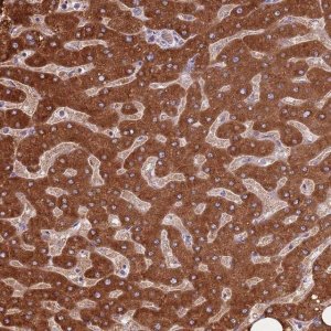 Anti-COQ5 antibody produced in rabbit 
