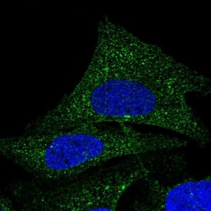 Anti-COQ9 antibody produced in rabbit 