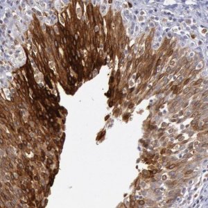 Anti-COX2 antibody produced in rabbit 