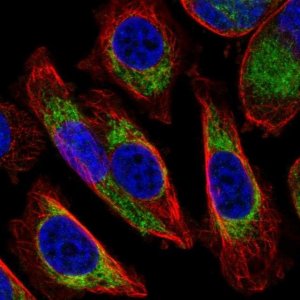 Anti-COX6A1 antibody produced in rabbit HPA062394-100UL