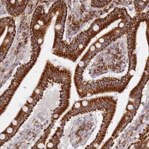 Anti-COX6C antibody produced in rabbit 