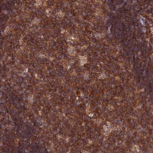Anti-CPNE7 antibody produced in rabbit 