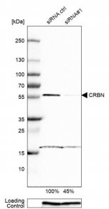 Anti-CRBN antibody produced in rabbit 