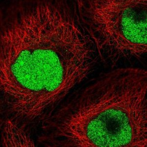 Anti-CRIPT antibody produced in rabbit 