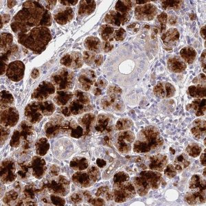Anti-CRISP3 antibody produced in rabbit 