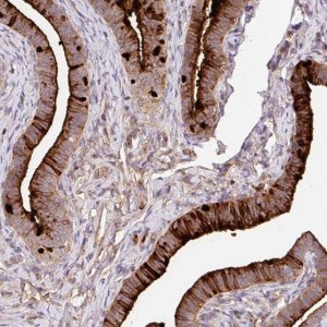 Anti-CRISP3 antibody produced in rabbit 