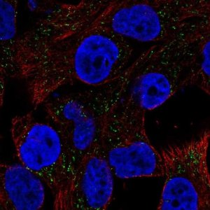 Anti-CSAG1 antibody produced in rabbit 