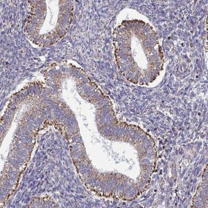 Anti-CSDE1 antibody produced in rabbit 
