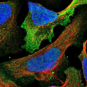Anti-CSPG4 antibody produced in rabbit 