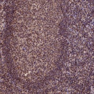 Anti-CSTF2T antibody produced in rabbit 