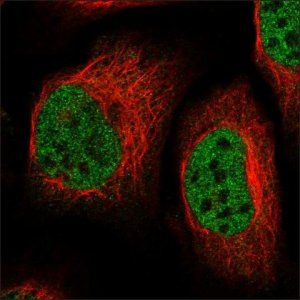 Anti-CSTF2T antibody produced in rabbit HPA039216-100UL