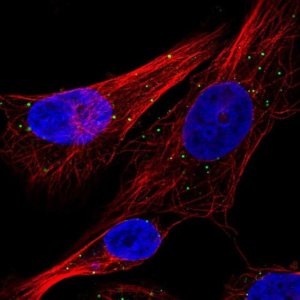 Anti-CTSC antibody produced in rabbit 