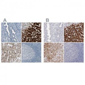 Anti-CYP2E1 antibody produced in rabbit 